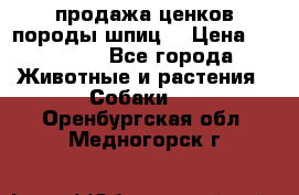 продажа ценков породы шпиц  › Цена ­ 35 000 - Все города Животные и растения » Собаки   . Оренбургская обл.,Медногорск г.